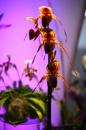 orchidees senat 012 * 4368 x 2912 * (4.86MB)